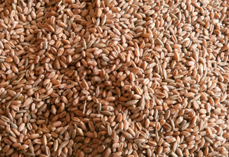 Пшеница 5 класса