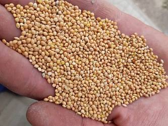 Просо жёлтое
