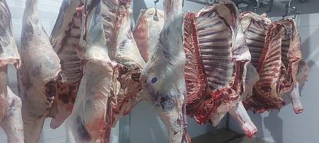 Четвертины быков