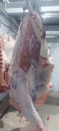 Четвертины быков