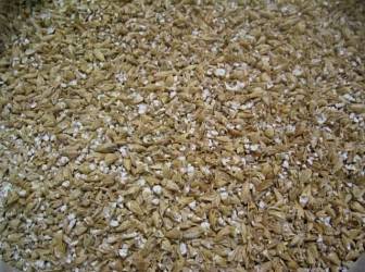 Ячмень кормовой